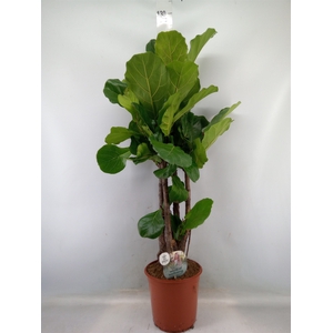 Ficus lyrata