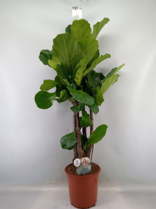 <h4>Ficus lyrata</h4>