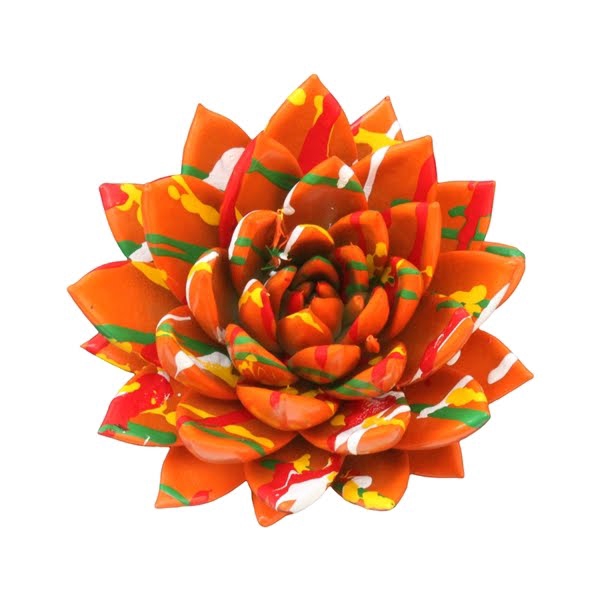 <h4>Echeveria coloured Splash orange</h4>