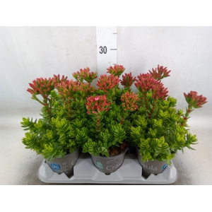 Crassula coccinea