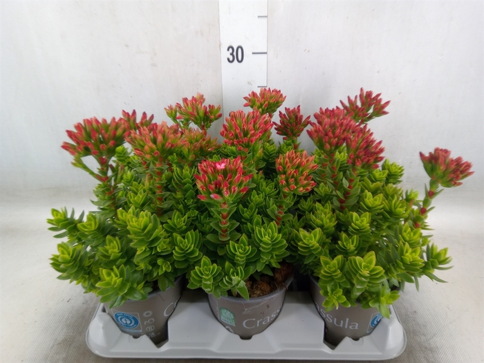 <h4>Crassula coccinea</h4>