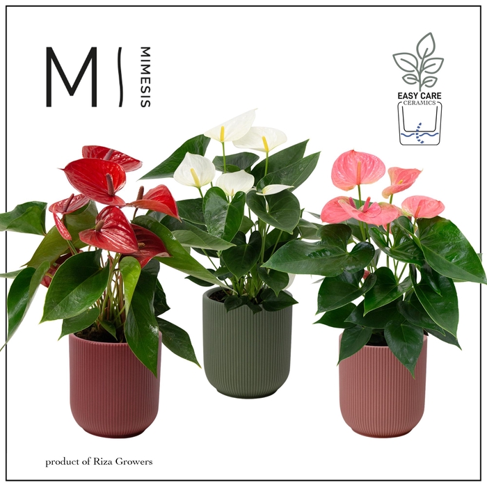 <h4>Mimesis Anthurium KARMA Grandiflora mix - Atlanta Intens</h4>