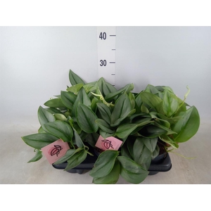 Scindapsus treubii 'Moonlight'