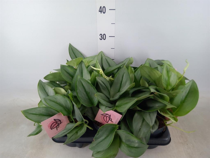 <h4>Scindapsus treubii 'Moonlight'</h4>