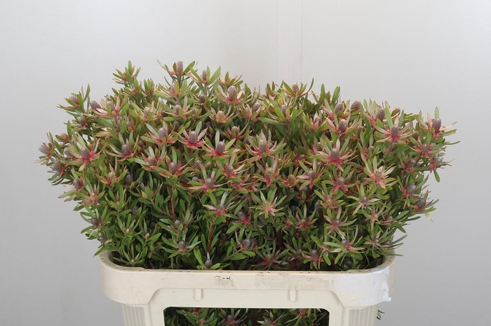 Leucadendron Ayoba Star Pearl