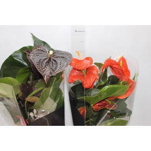 ANTHURIUM VARIADO P17 PREMIUM