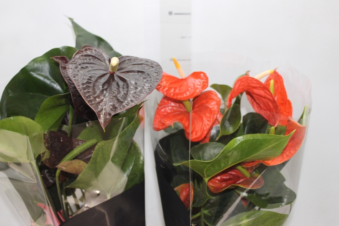 <h4>ANTHURIUM VARIADO P17 PREMIUM</h4>