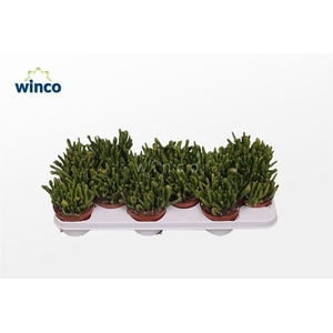 Crassula ovata Hobbit