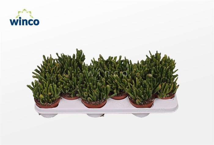 <h4>Crassula ovata Hobbit</h4>