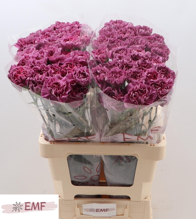 <h4>DI ST MUSTANG</h4>