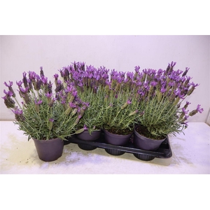 arr8 Lavandula Stoechas