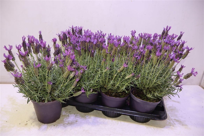 <h4>Lavandula Stoechas Cesp 14</h4>