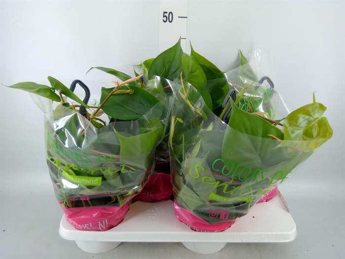 <h4>Philodendron scand.</h4>