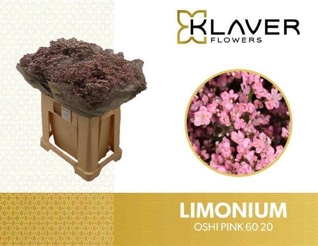 <h4>LIM SAF OSHI PINK</h4>