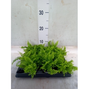 Nephrolepis exal.   ...