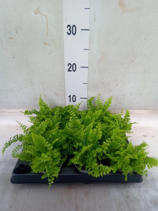 <h4>Nephrolepis exal. ...</h4>