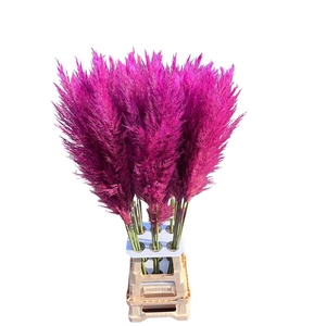 Cortaderia Opgetrokken Cerise Stem
