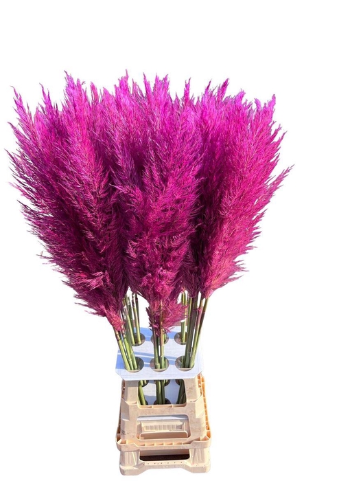 <h4>Cortaderia Opgetrokken Cerise Stem</h4>