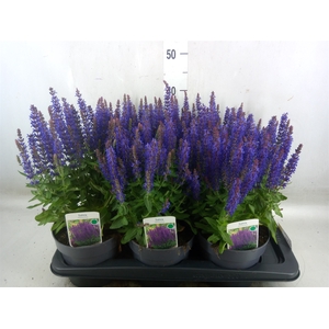 Salvia nemorosa