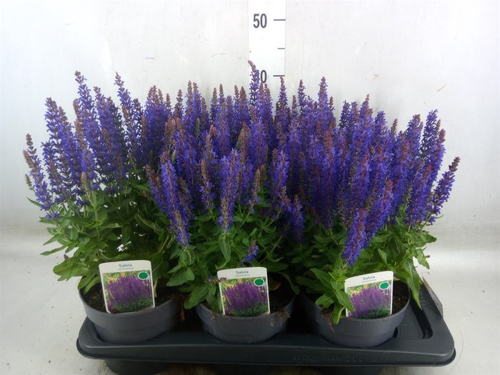 <h4>Salvia nemorosa</h4>