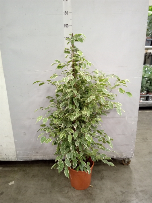 <h4>Ficus benja. 'Golden King'</h4>