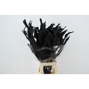 DF Strelitzia Leaf Black