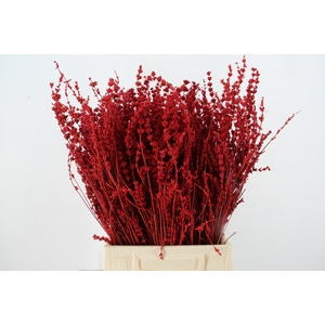 DF Lavender Bs Red