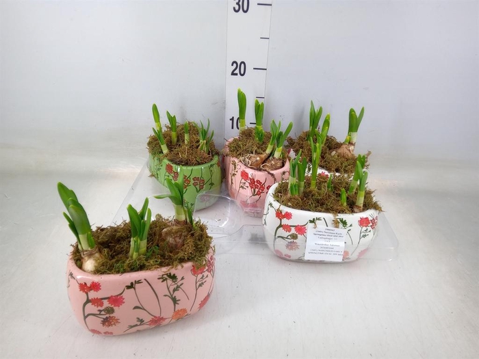 <h4>Arr.  Narcissus Tete Tete H%</h4>