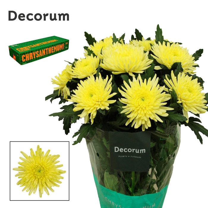 <h4>CHR G TOPSPIN YELLOW</h4>