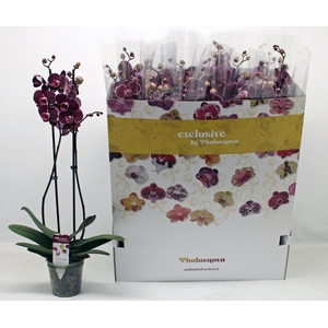 PHAL EL DEBORA