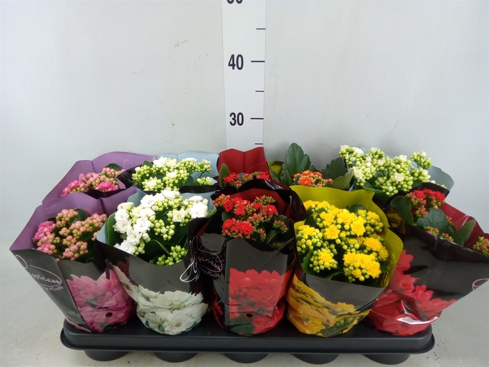 <h4>Kalanchoe blos.   ..rosebud rs fl 5</h4>