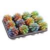 Echeveria Chamelion
