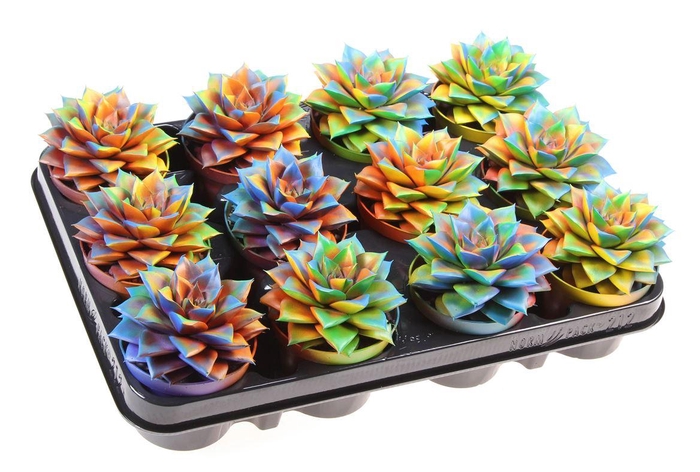 Echeveria Chamelion