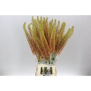 Eremurus Emmy-ro