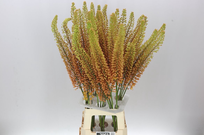 <h4>Eremurus Emmy-ro</h4>