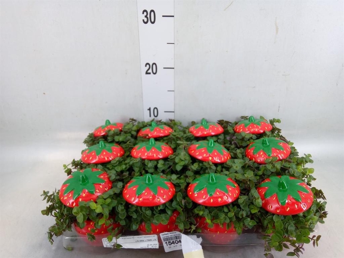 <h4>Callisia repens</h4>