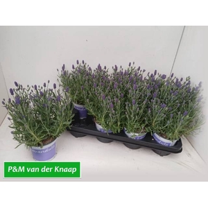 LAVANDULA HIDCOTE P12