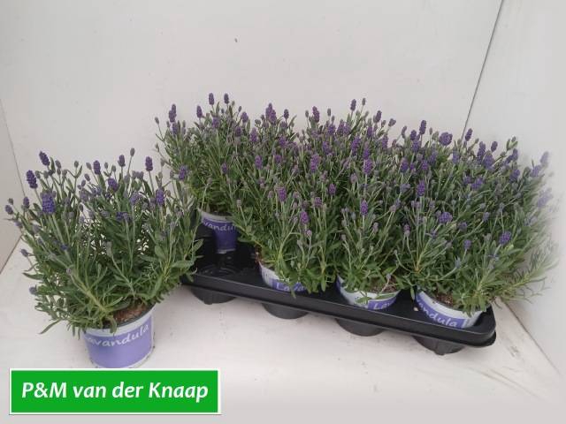<h4>LAVANDULA HIDCOTE P12</h4>