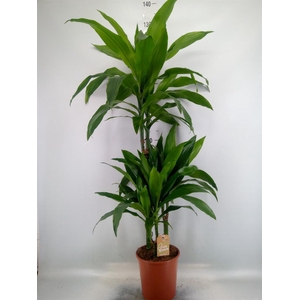 Dracaena frag. 'Janet Craig'