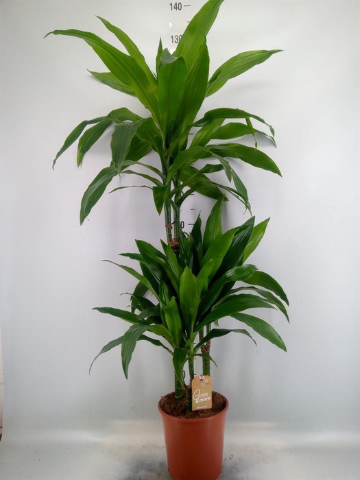 <h4>Dracaena frag. 'Janet Craig'</h4>