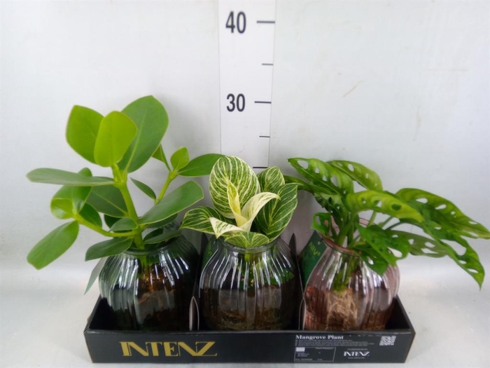 <h4>Planten ..mix</h4>