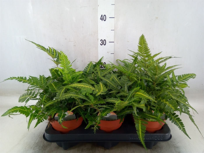 <h4>Arachniodes aristata 'Variegata'</h4>