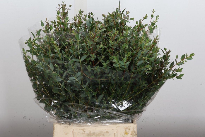 <h4>Euca Parvifolia Kort 150 Gr</h4>