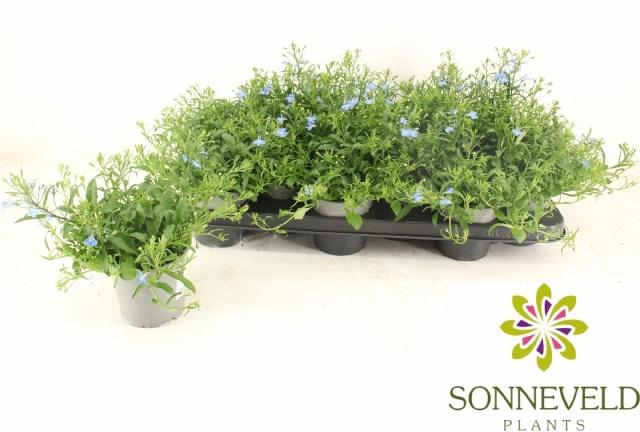 <h4>LOBE ER RICHARDII</h4>