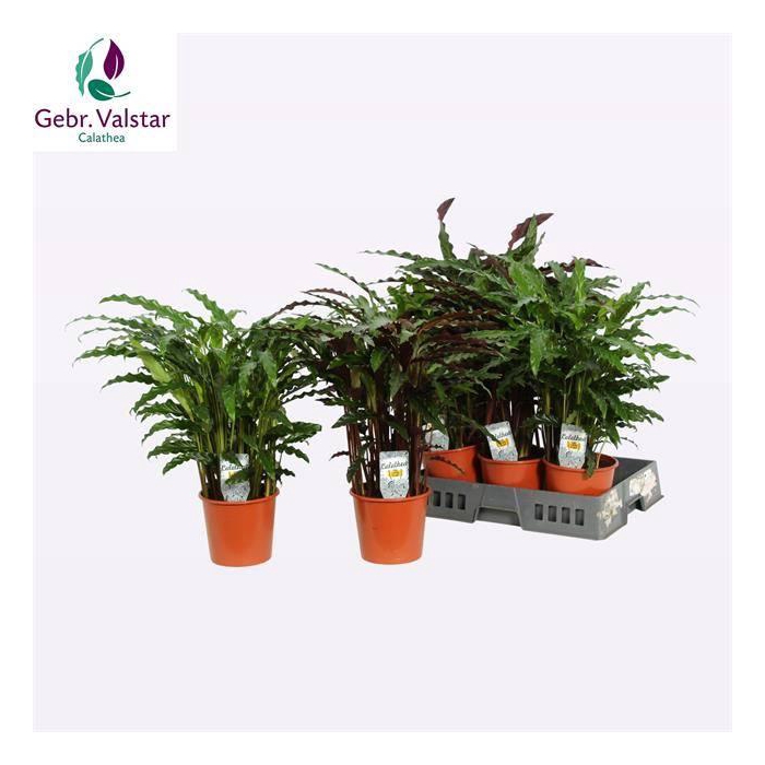 <h4>Calathea mix 17Ø 65cm</h4>
