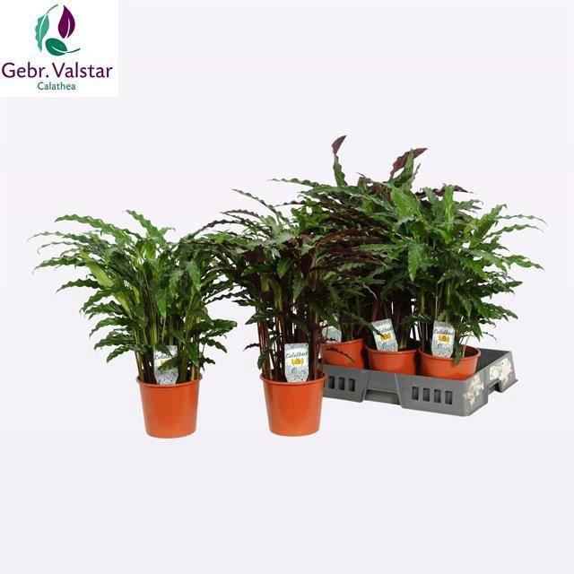 Calathea mix 17Ø 55cm