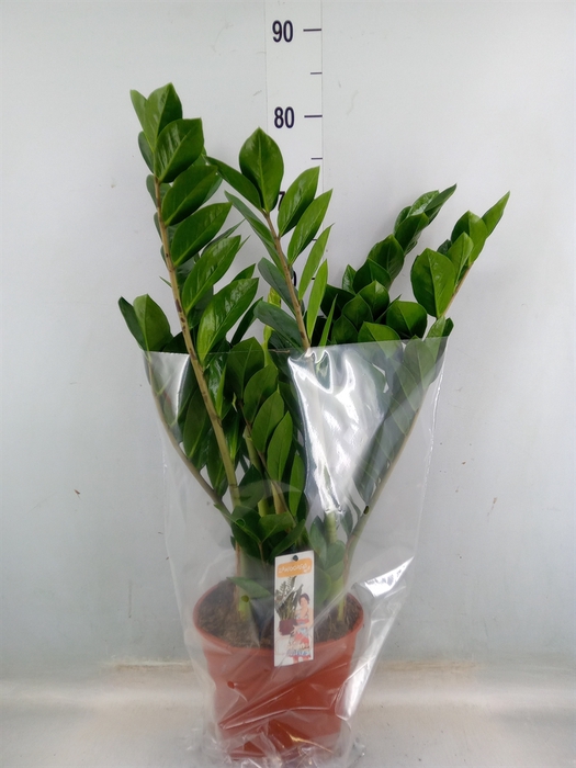 <h4>Zamioculcas zamiifolia</h4>