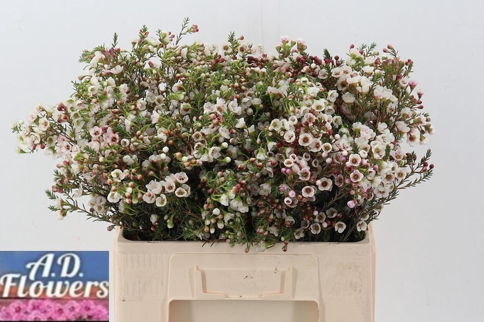 <h4>Cham un white Lion</h4>