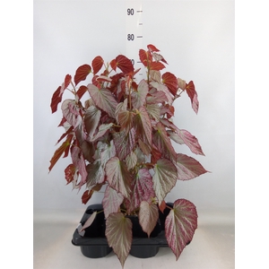 Begonia BD   ...