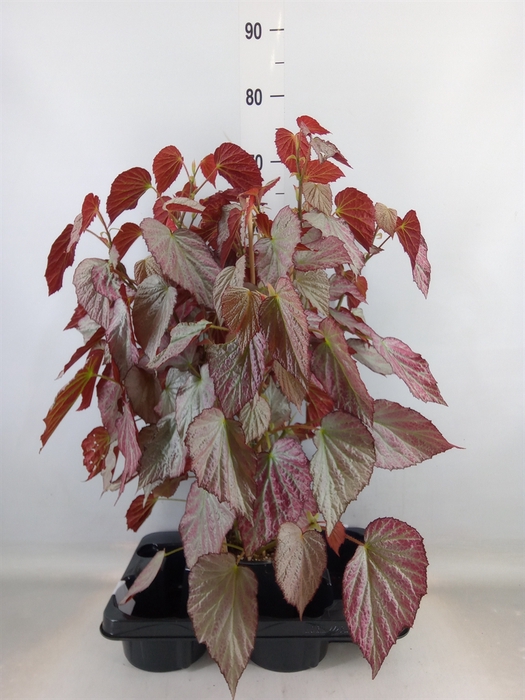 <h4>Begonia BD   ...</h4>